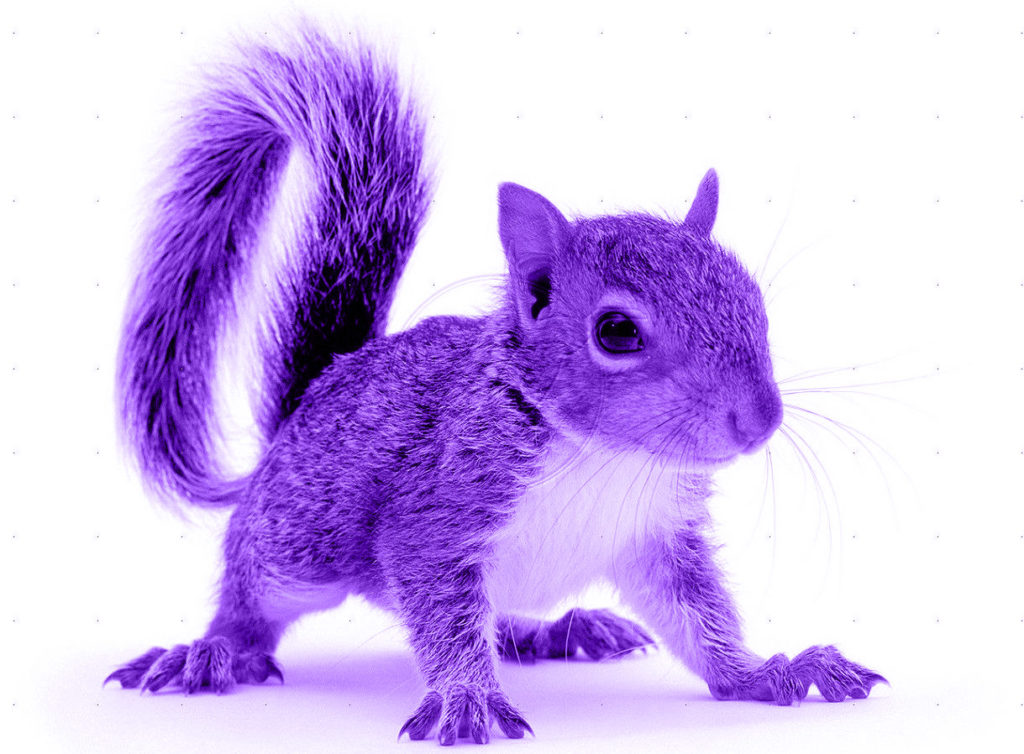 What is a purple squirrel?